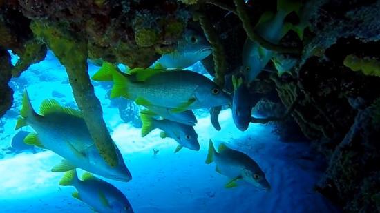 El Parque Nacional Arrecifes de Cozumel
